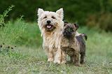 CAIRN TERRIER 536